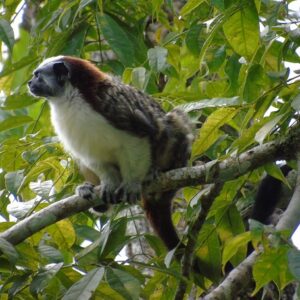 Mono Titi (Tamarin) - 2