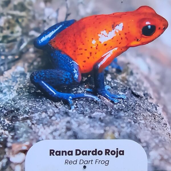 Red Dart Frog - 2