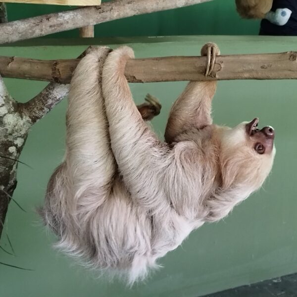 Sloth at santuary - 2