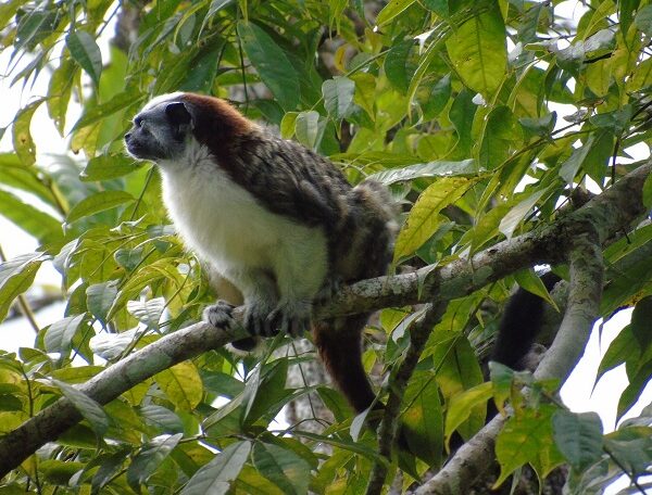 Mono Titi (Tamarin) - 2